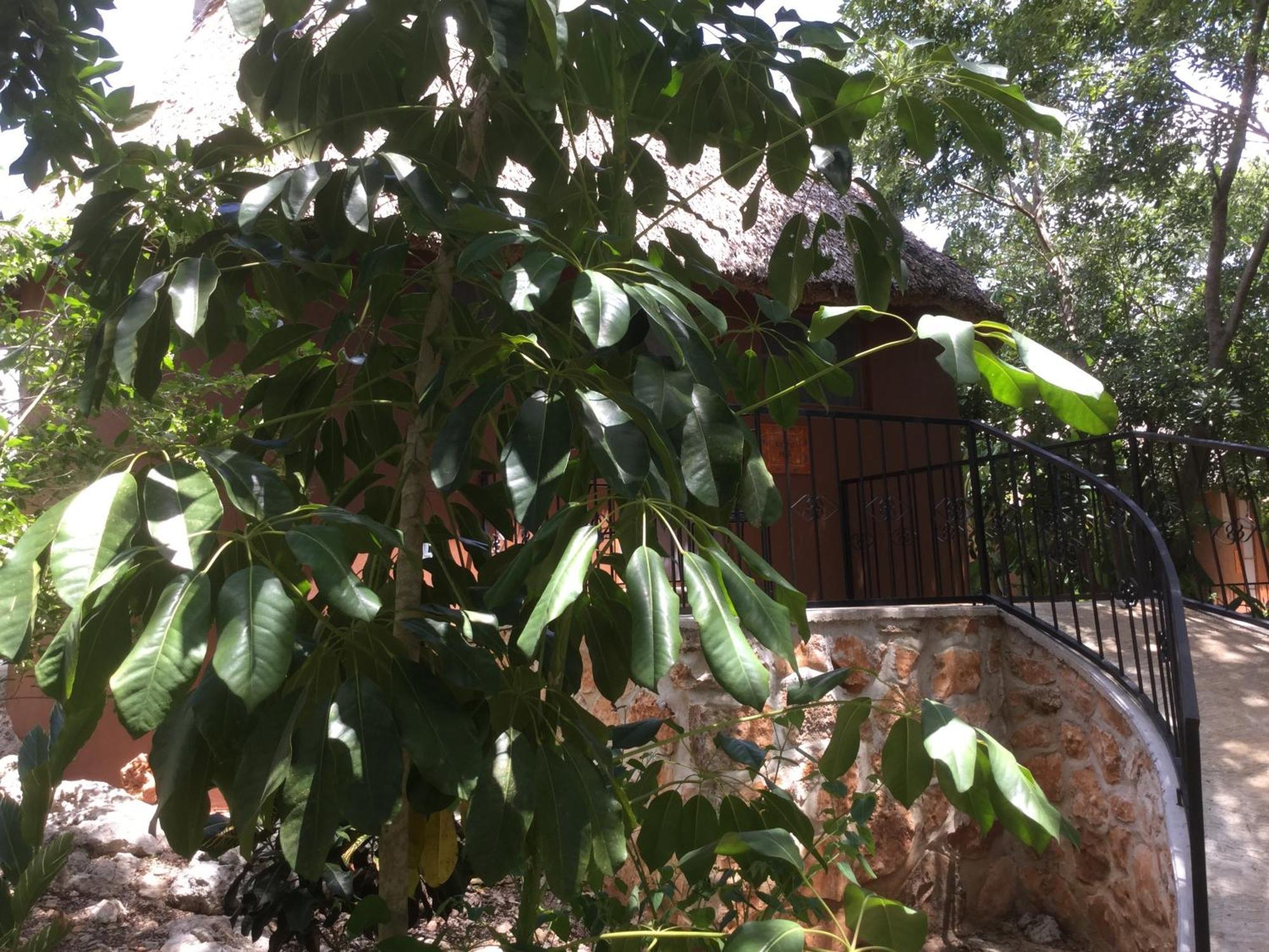 The Pickled Onion B&B And Restaurant Uxmal Santa Elena Rum bild